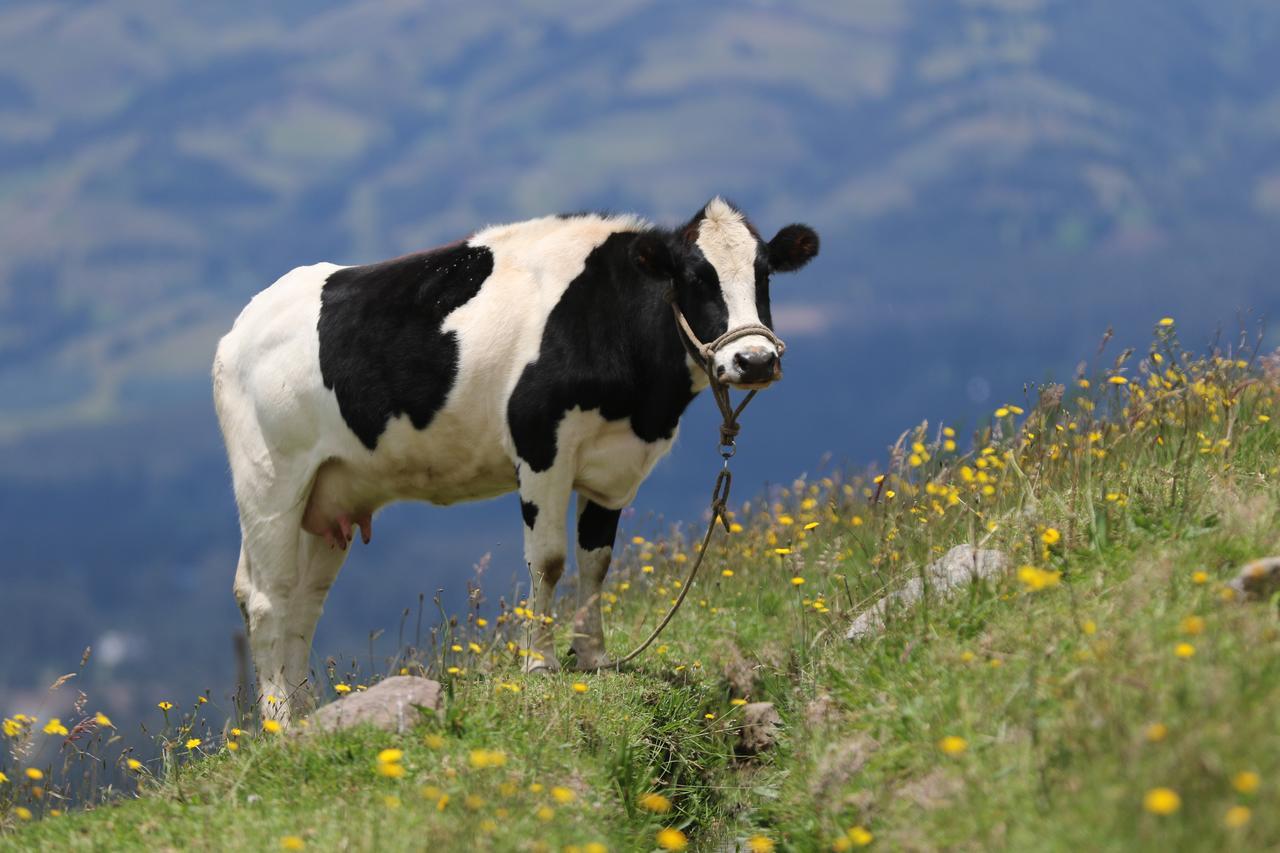 Hosteria Loma Larga Cayambe Zewnętrze zdjęcie